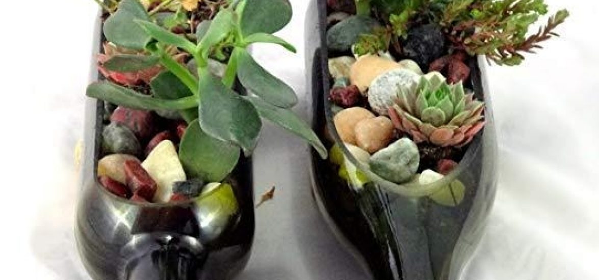 Succulent Workshop