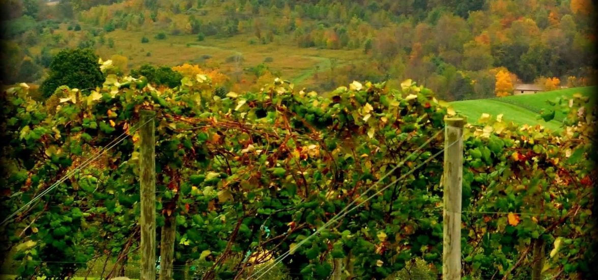 Wine Sale!