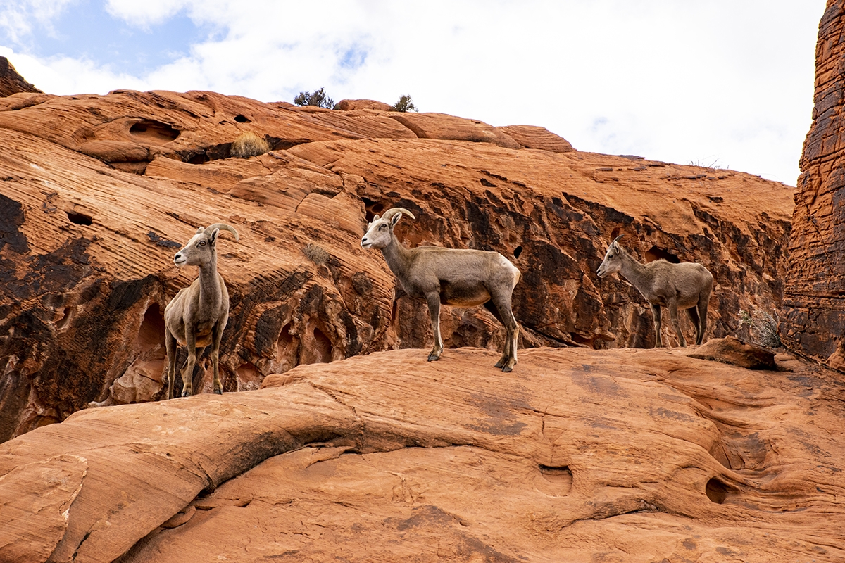 valley of fire mountain goats